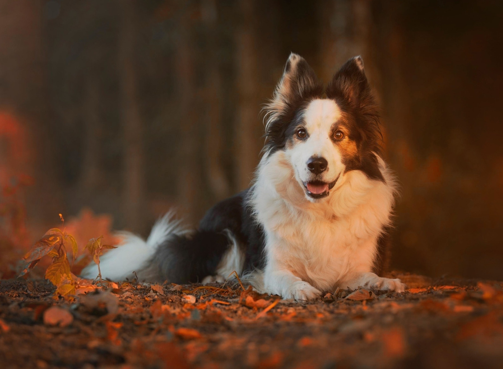 Fondo de pantalla Border Collie 1920x1408