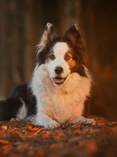 Fondo de pantalla Border Collie 240x320