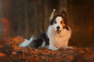 Free Border Collie Picture for Sony Xperia M