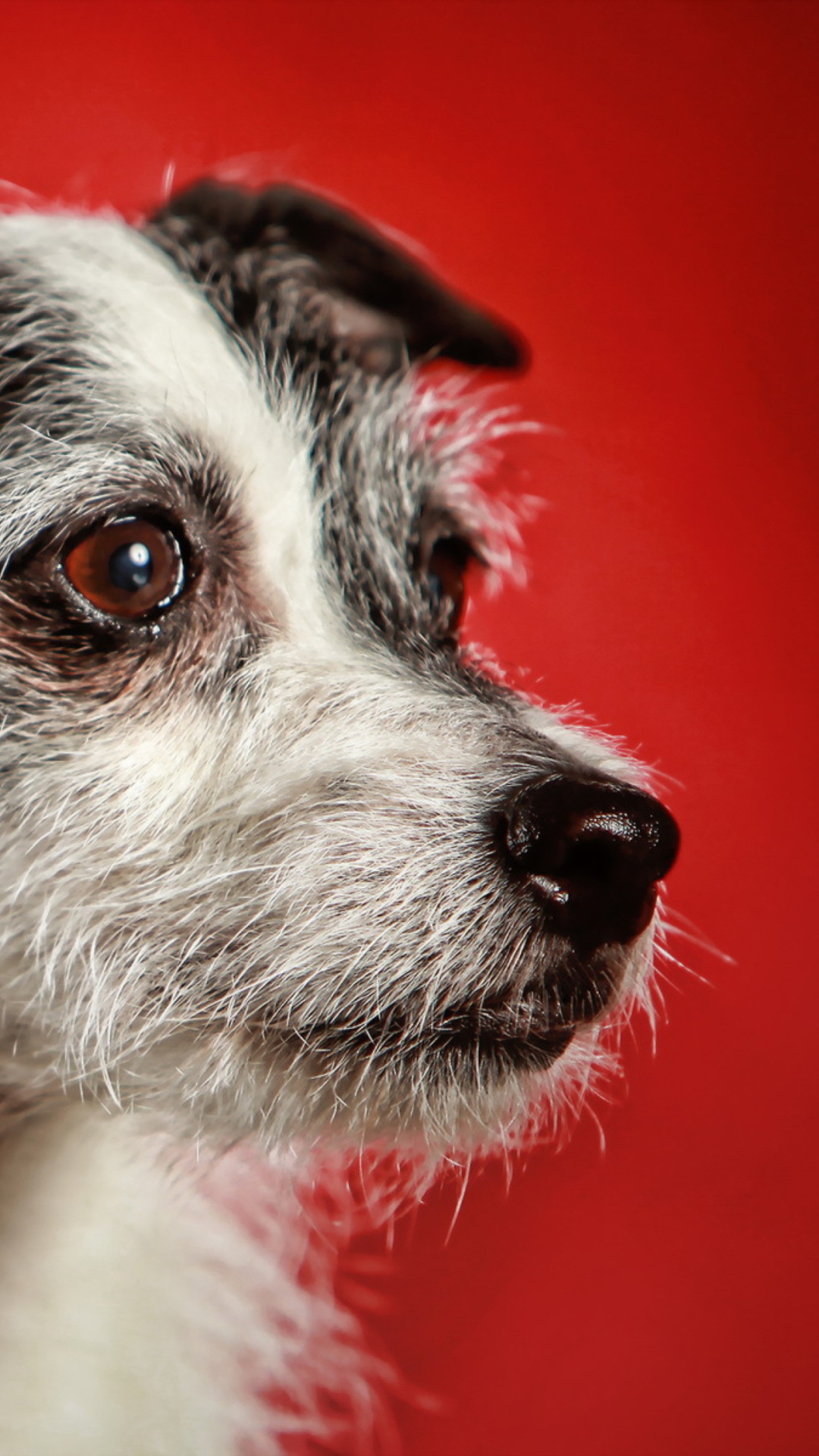 Dog Portrait wallpaper 1080x1920