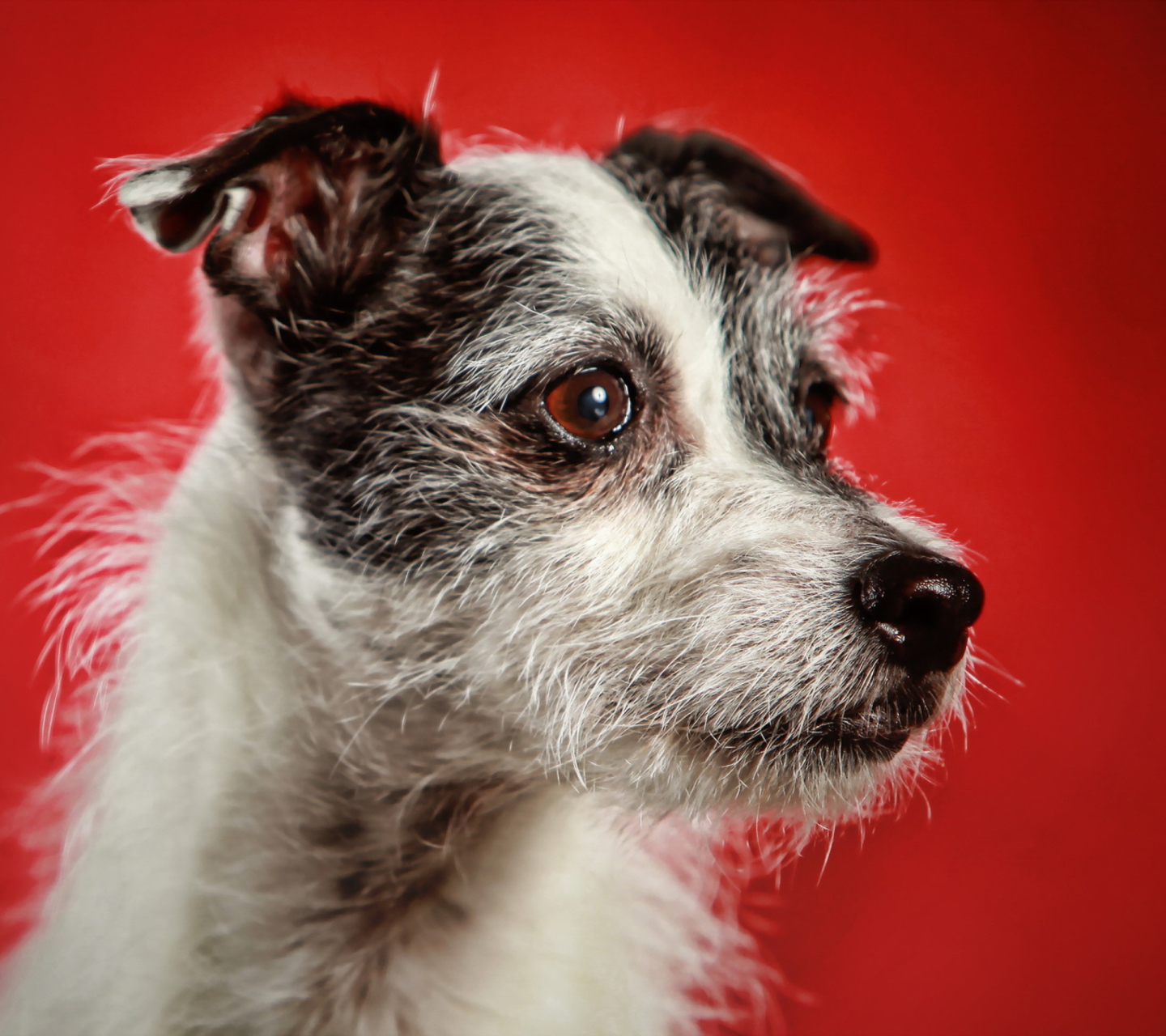 Das Dog Portrait Wallpaper 1440x1280