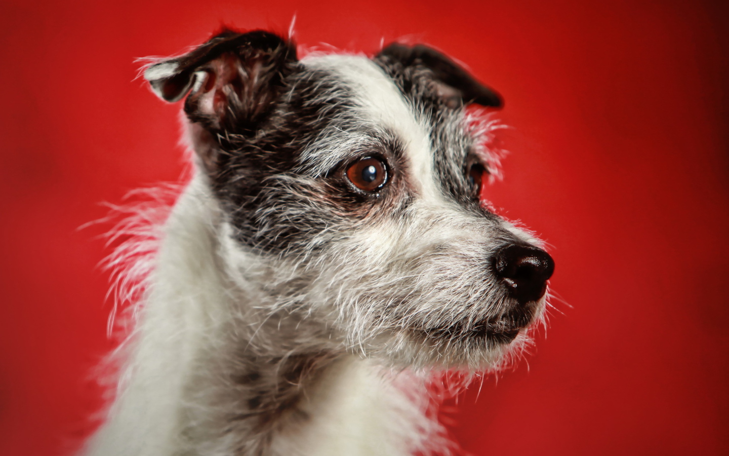 Dog Portrait wallpaper 1440x900