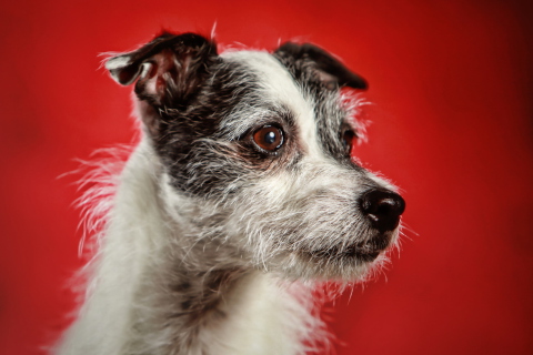 Dog Portrait wallpaper 480x320