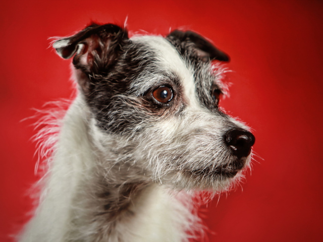 Dog Portrait wallpaper 640x480