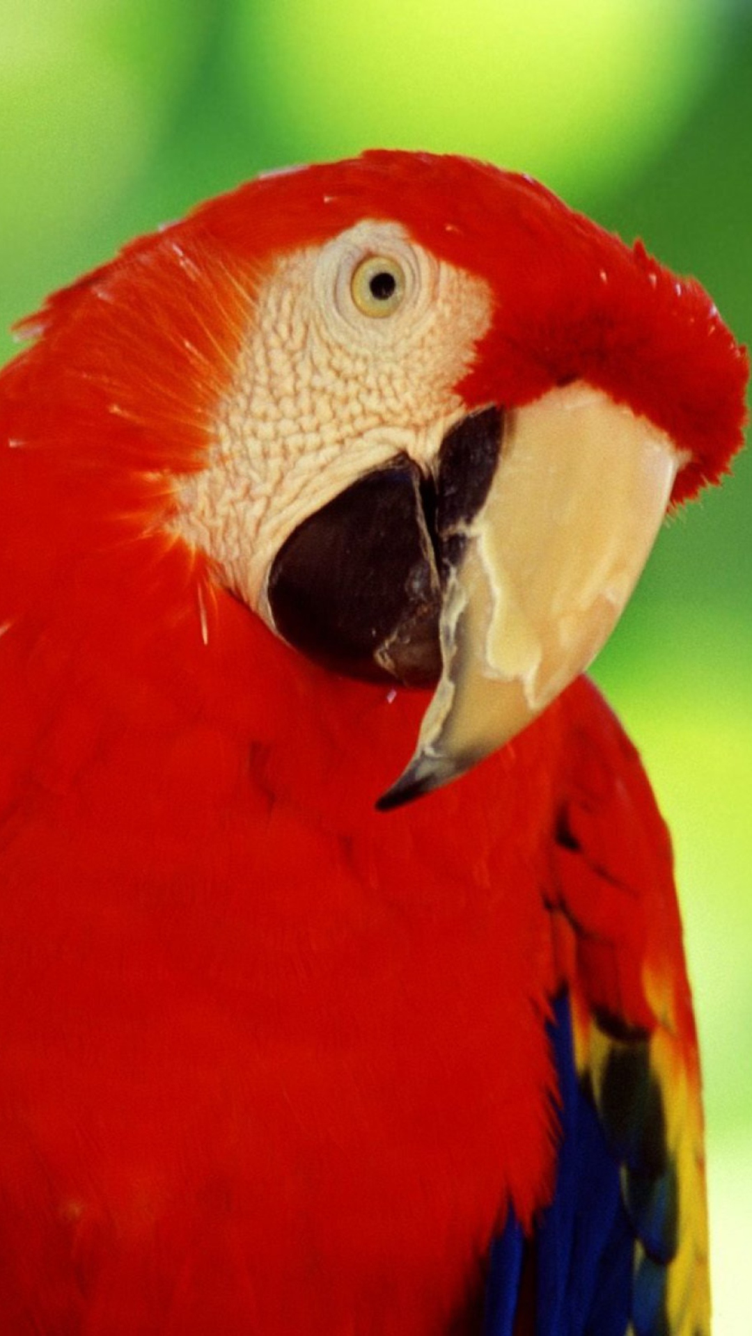 Sfondi Red Parrot 1080x1920