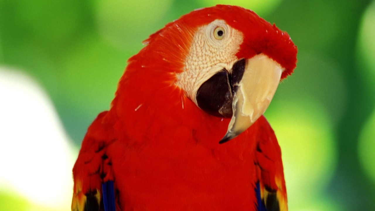 Обои Red Parrot 1280x720