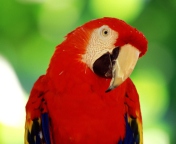 Red Parrot wallpaper 176x144