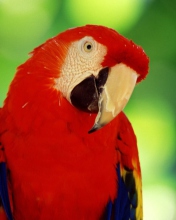 Sfondi Red Parrot 176x220