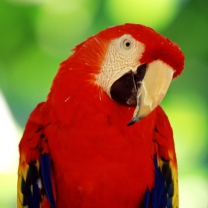 Das Red Parrot Wallpaper 208x208