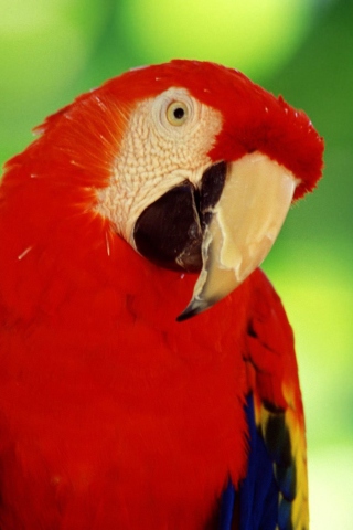 Fondo de pantalla Red Parrot 320x480
