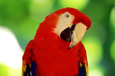 Fondo de pantalla Red Parrot 480x320
