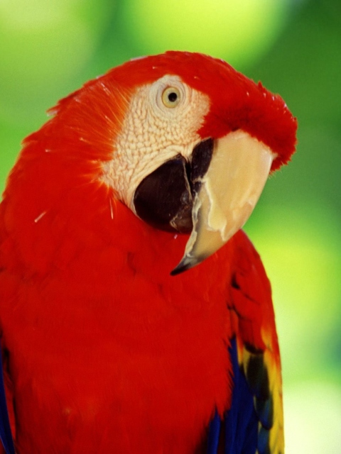 Red Parrot wallpaper 480x640