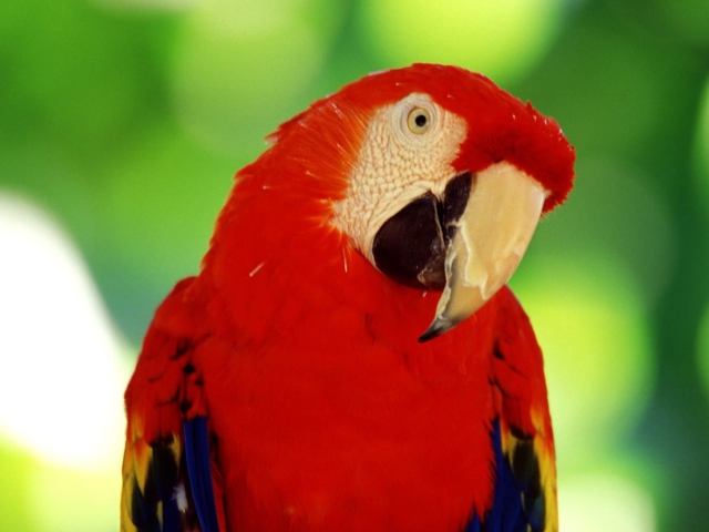Обои Red Parrot 640x480