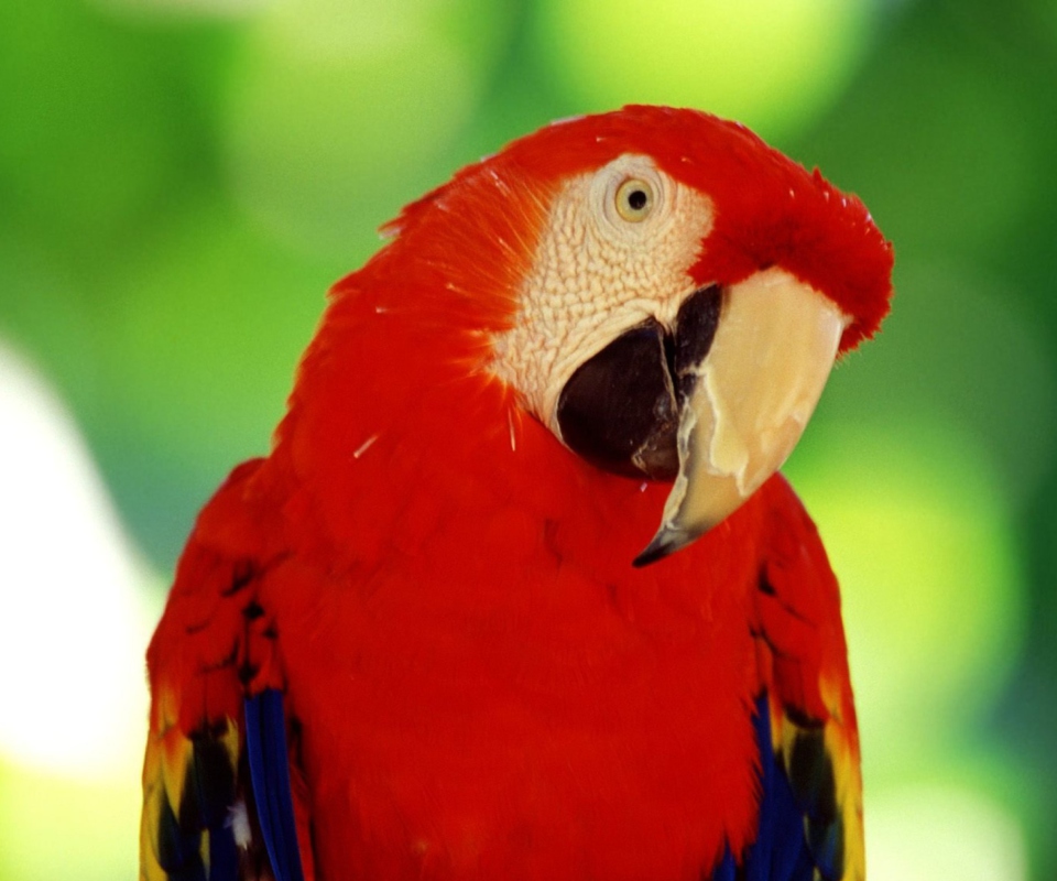 Das Red Parrot Wallpaper 960x800