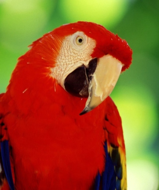 Red Parrot - Fondos de pantalla gratis para 320x480