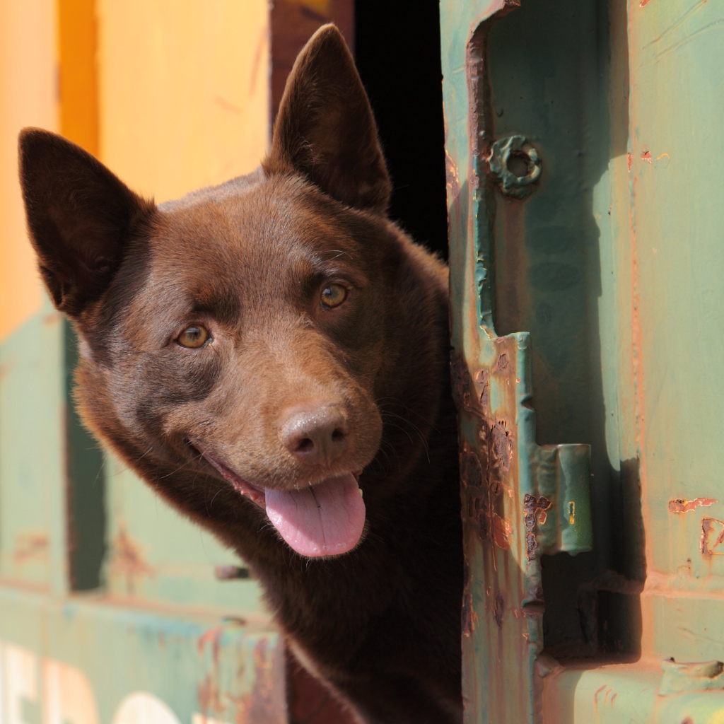 Fondo de pantalla Curious Brown Dog 1024x1024