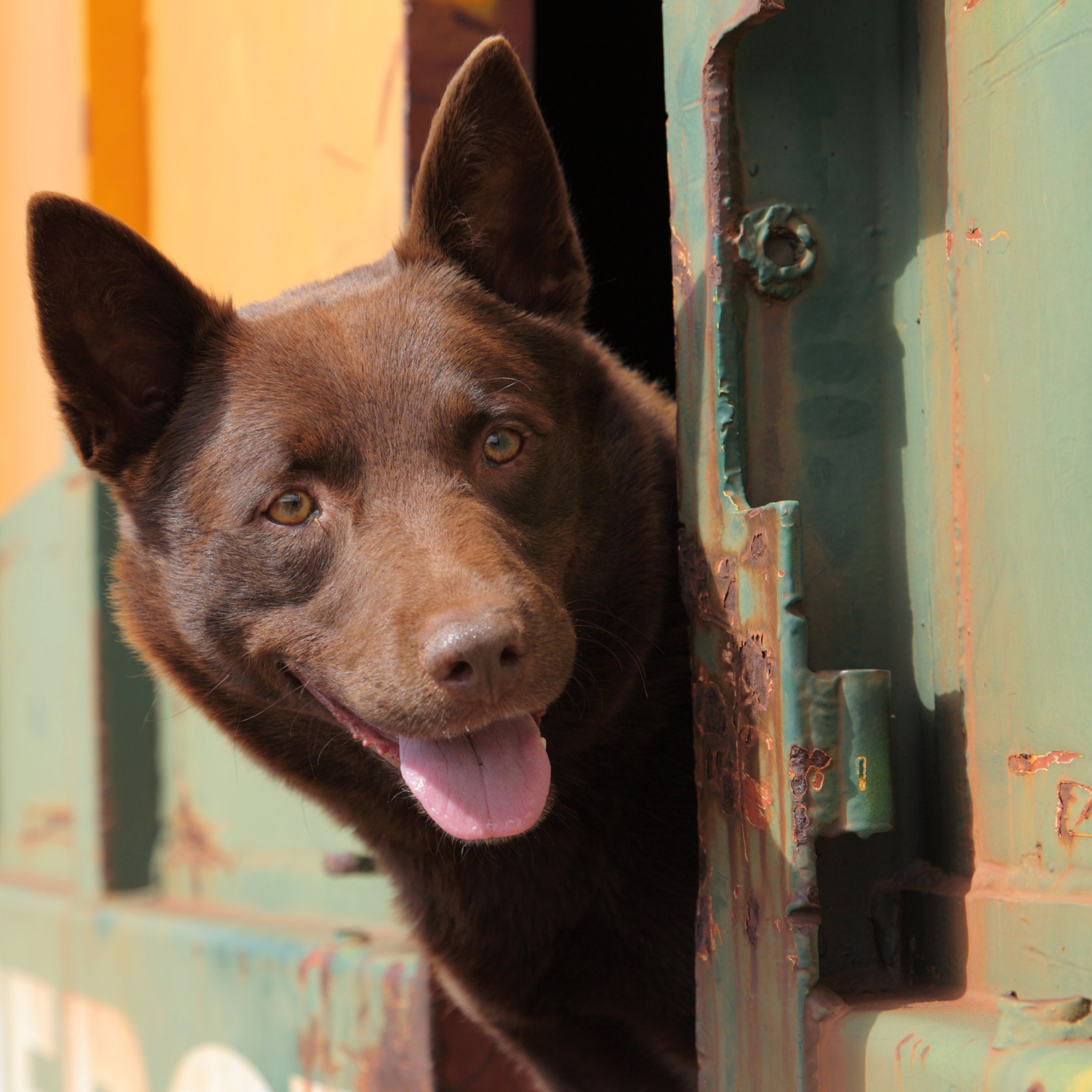 Curious Brown Dog wallpaper 2048x2048