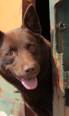 Fondo de pantalla Curious Brown Dog 240x400