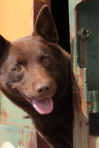 Curious Brown Dog wallpaper 320x480