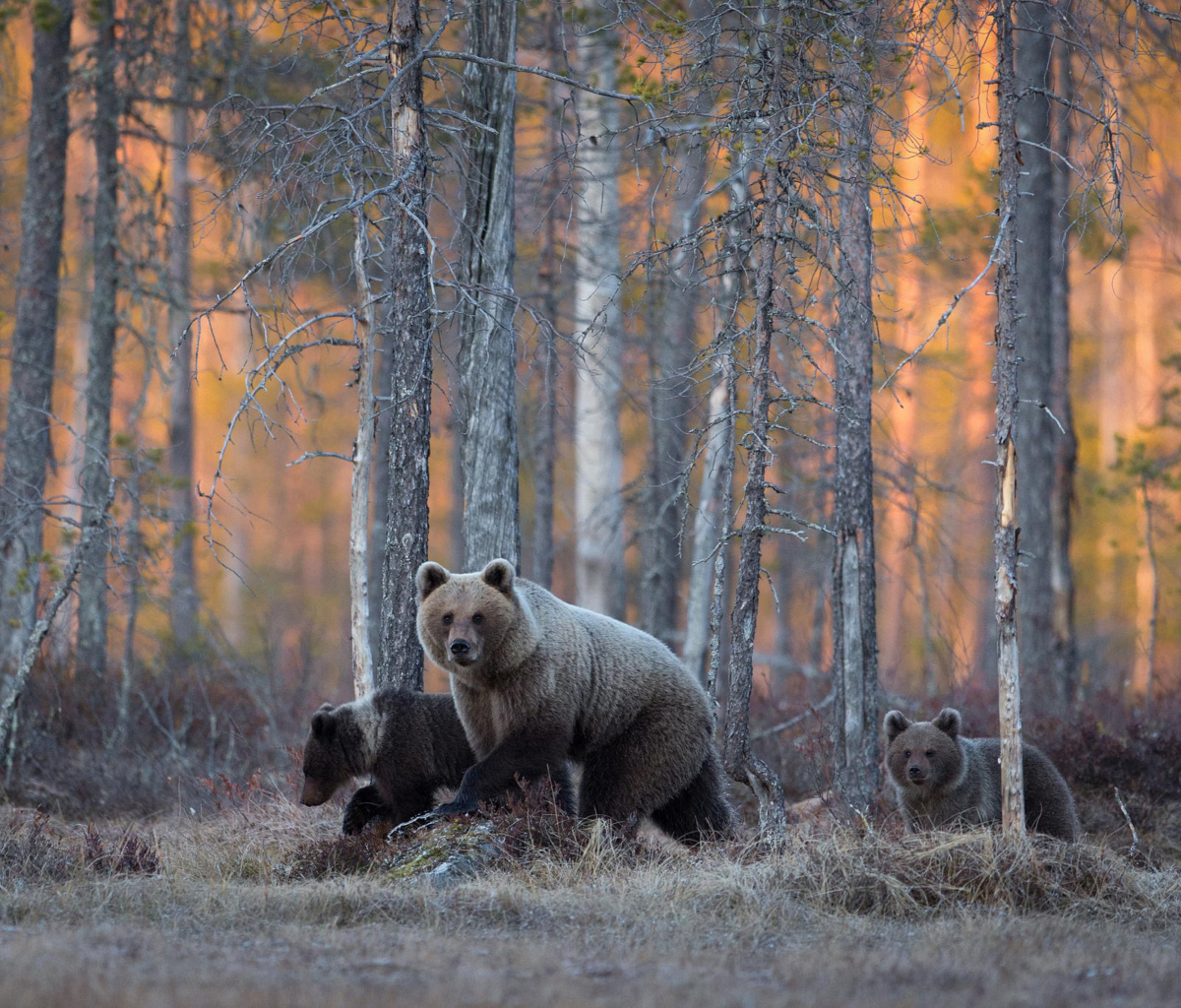 Обои Wild Bears In Forest 1200x1024