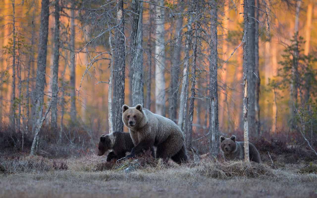 Fondo de pantalla Wild Bears In Forest 1280x800