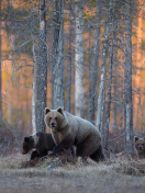 Sfondi Wild Bears In Forest 132x176