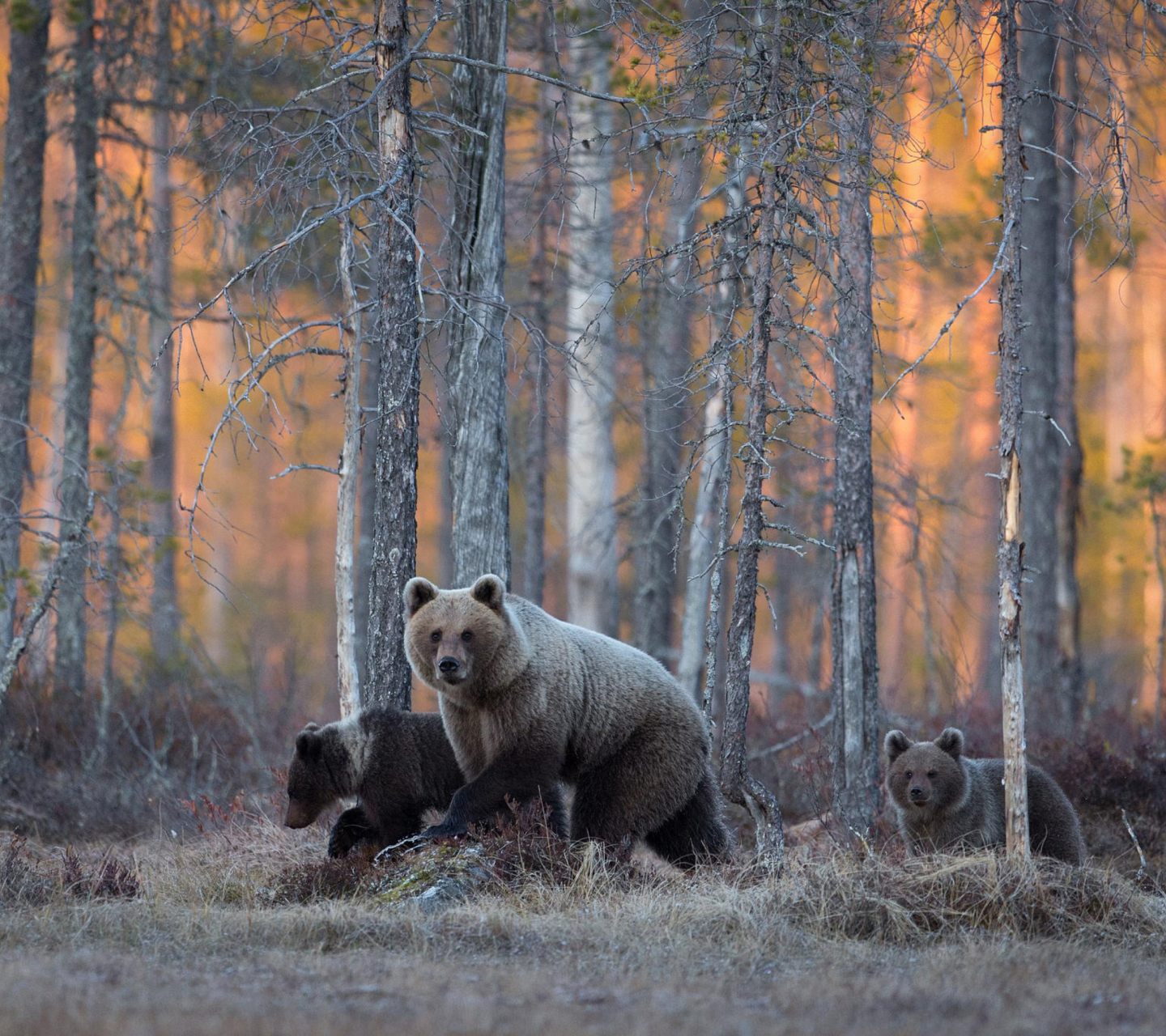 Обои Wild Bears In Forest 1440x1280