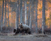 Wild Bears In Forest wallpaper 176x144
