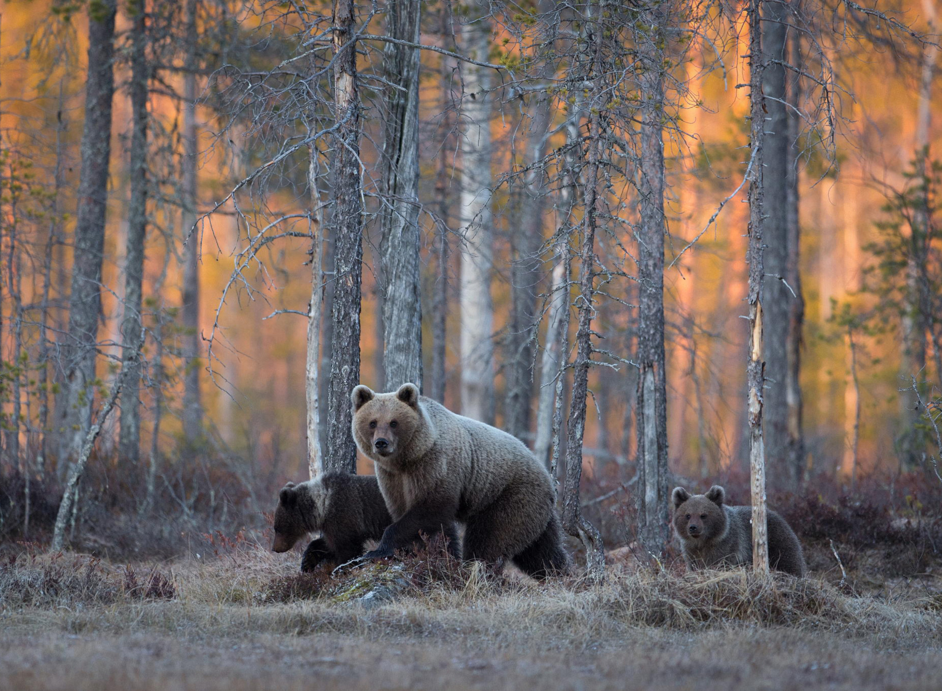 Sfondi Wild Bears In Forest 1920x1408