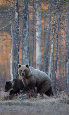 Обои Wild Bears In Forest 240x400