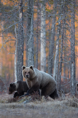 Das Wild Bears In Forest Wallpaper 320x480
