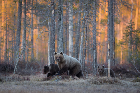 Das Wild Bears In Forest Wallpaper 480x320