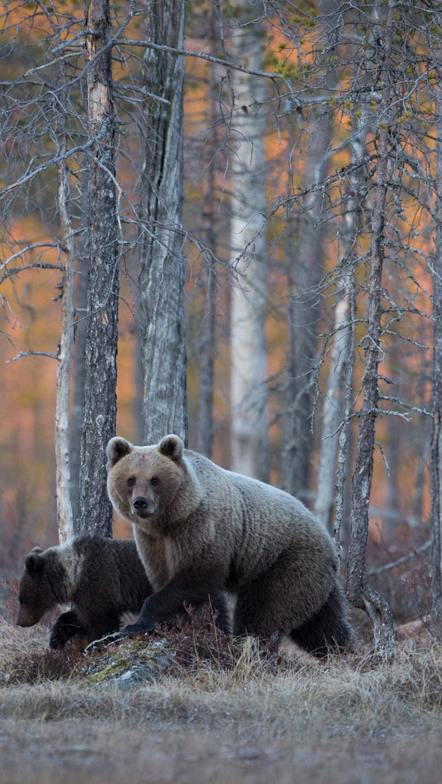 Обои Wild Bears In Forest 640x1136