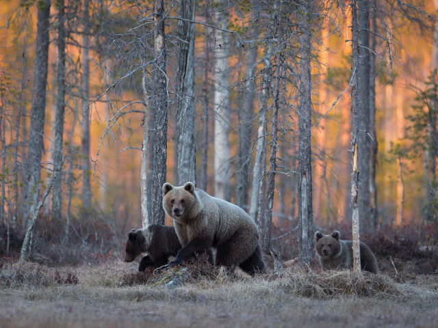 Обои Wild Bears In Forest 640x480