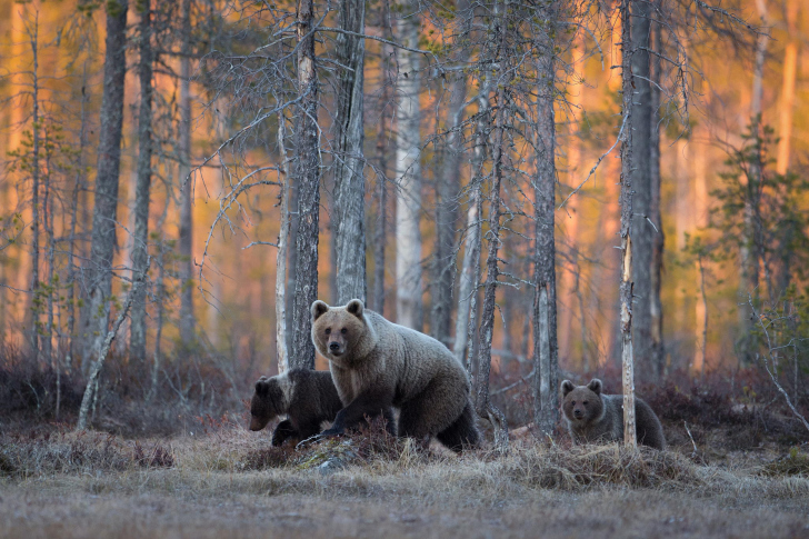 Das Wild Bears In Forest Wallpaper