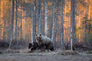 Free Wild Bears In Forest Picture for Android, iPhone and iPad
