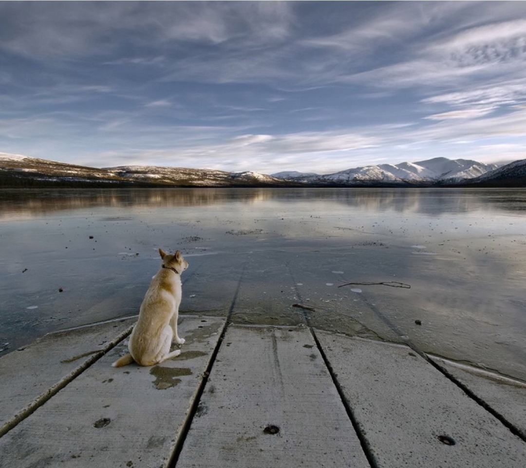 Das Dog And Lake Wallpaper 1080x960