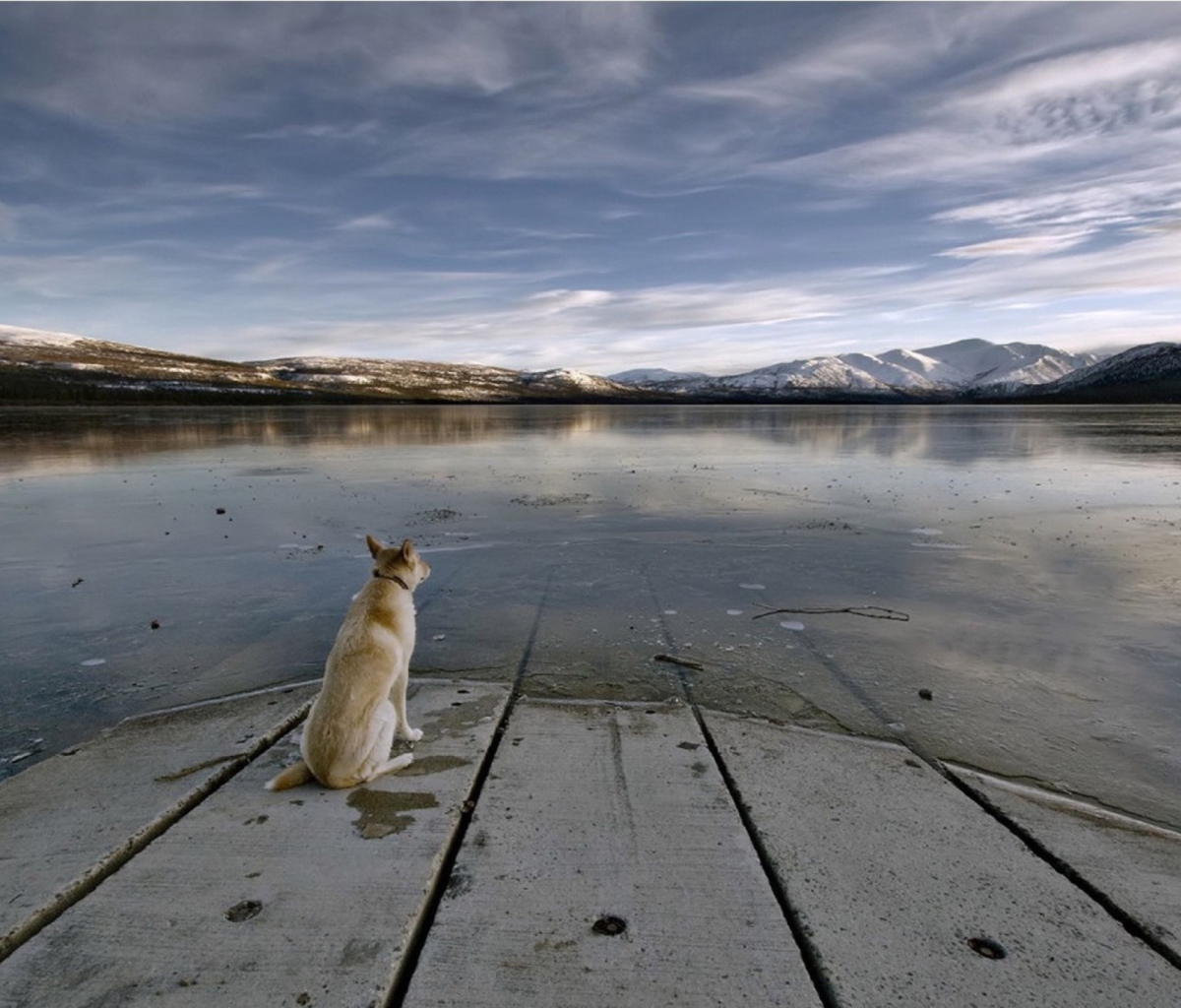 Sfondi Dog And Lake 1200x1024