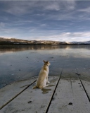 Sfondi Dog And Lake 128x160