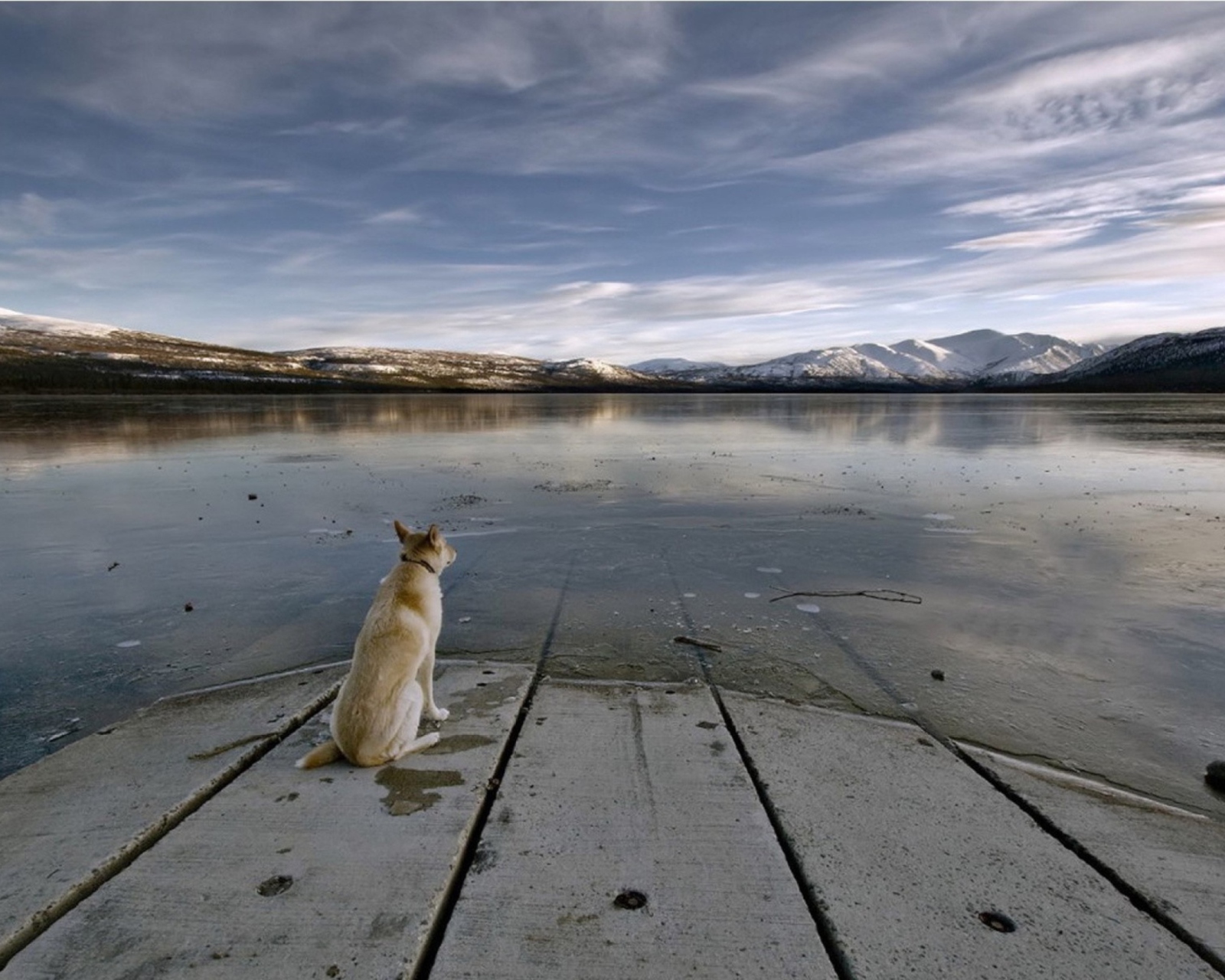 Screenshot №1 pro téma Dog And Lake 1600x1280