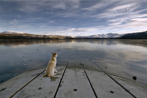 Das Dog And Lake Wallpaper 480x320