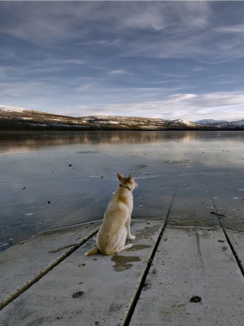 Dog And Lake screenshot #1 480x640