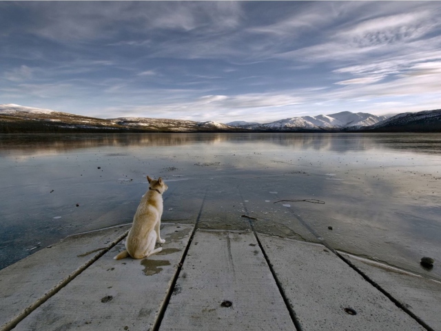 Обои Dog And Lake 640x480