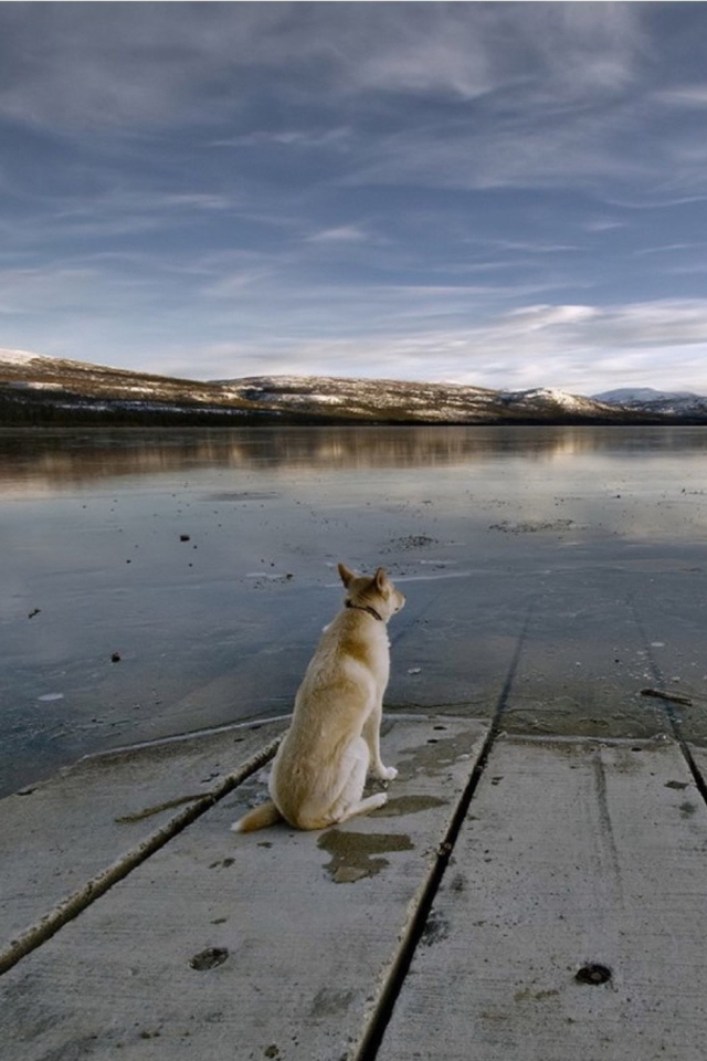 Обои Dog And Lake 640x960