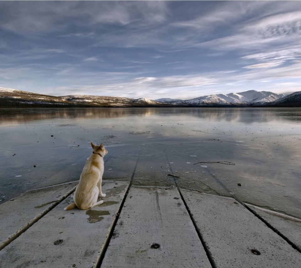 Sfondi Dog And Lake 960x854