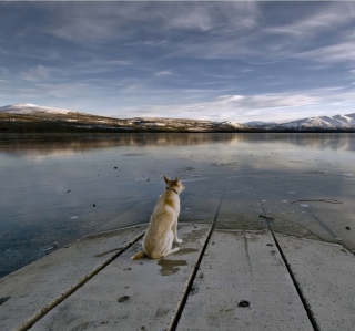 Dog And Lake papel de parede para celular para iPad mini