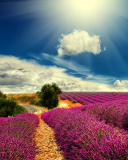 Fondo de pantalla Lavender 128x160