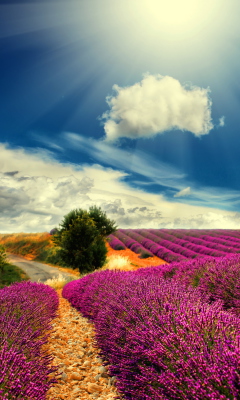 Lavender wallpaper 240x400