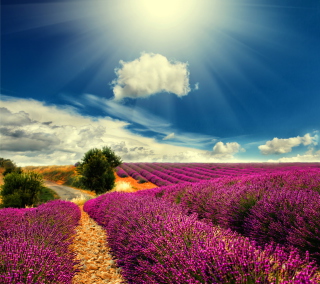 Kostenloses Lavender Wallpaper für Samsung B159 Hero Plus