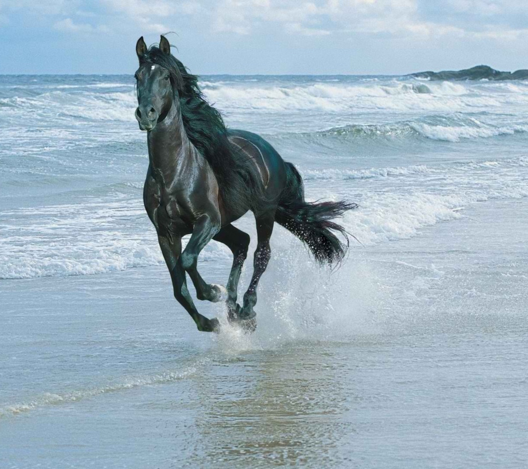Sfondi Black Horse On Sea Shore 1080x960